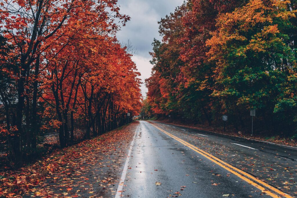 verregnete Straße mit eingefärbten Herbstlaub